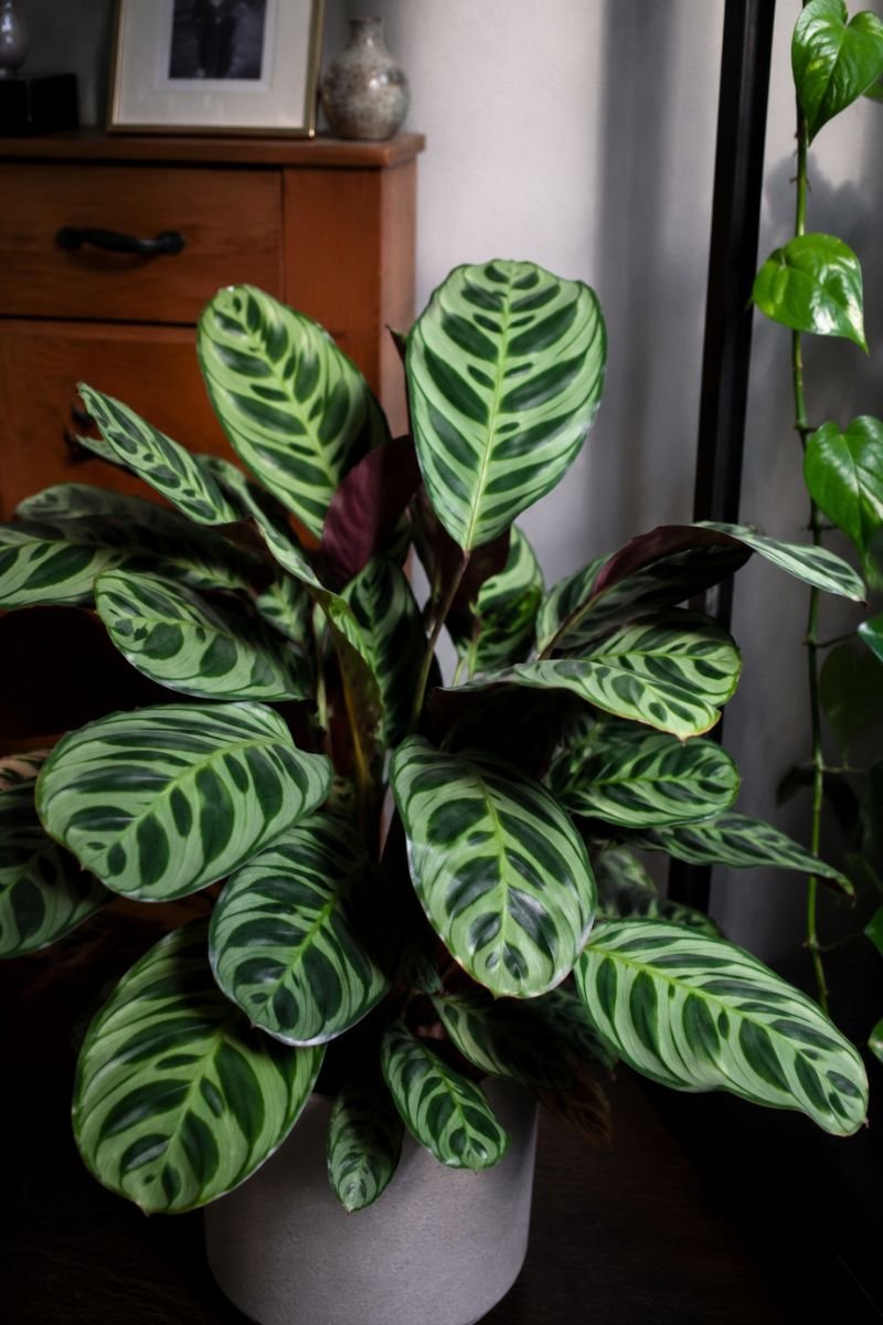 Calathea with geometric striped leaf patterns on plant