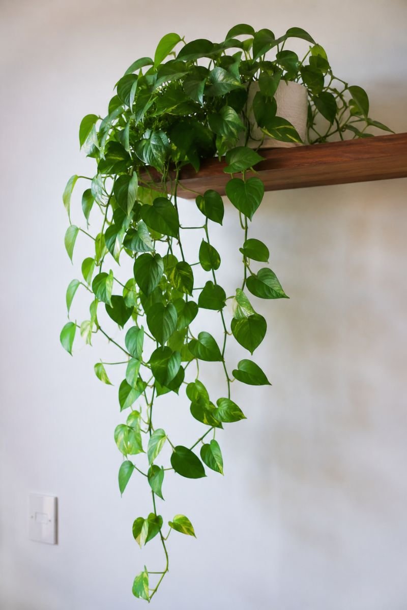 Money plant with heart-shaped leaves cascading from shelf