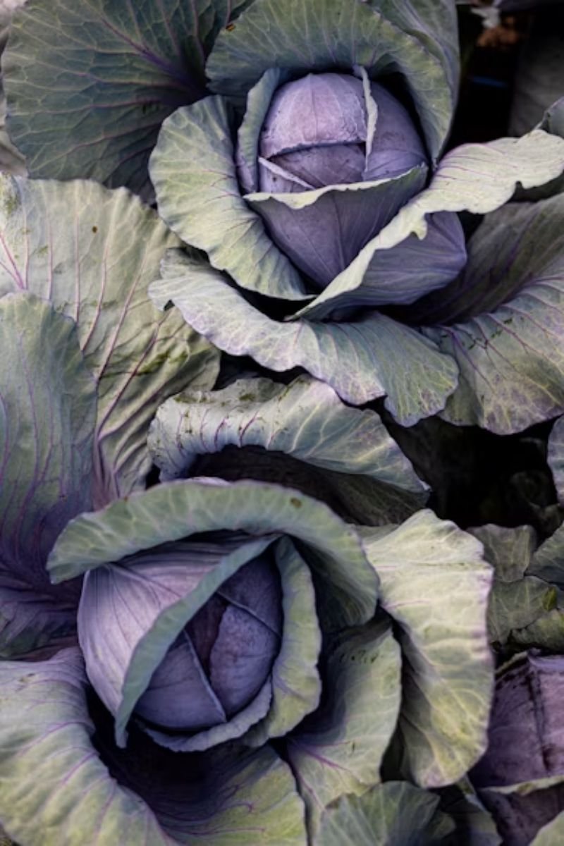 Ornamental kale cabbage purple white fall porch planters decor