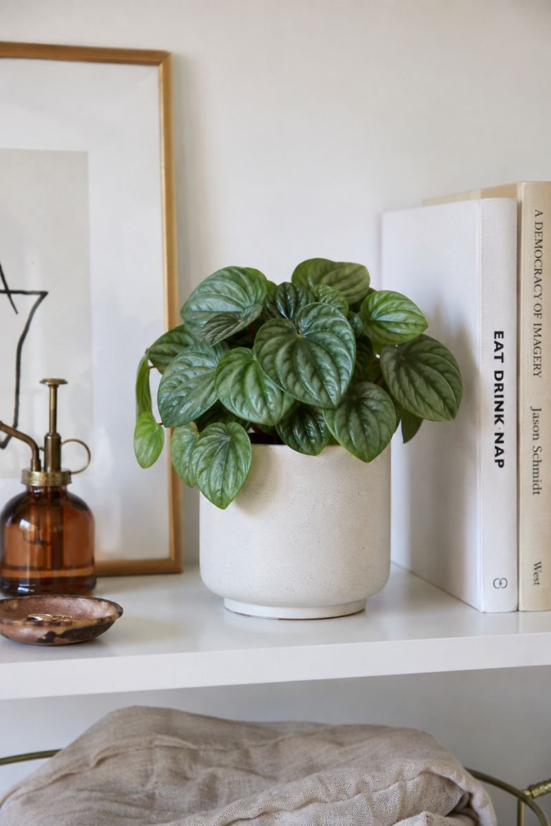 Peperomia with textured leaves on white shelf