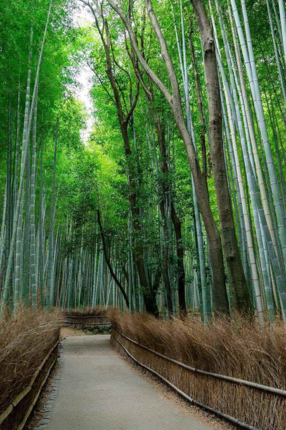 Arashiyama Japan mystic outlands destination