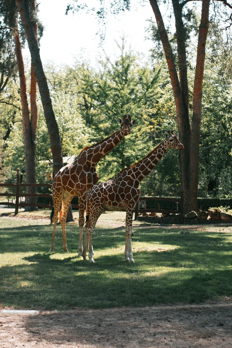 Giraffes at the Frank Buck Zoo in Gainesville Texas