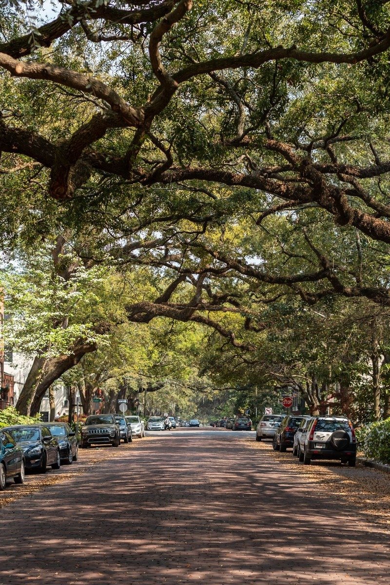 Historic oak-lined street in Savannah Georgia