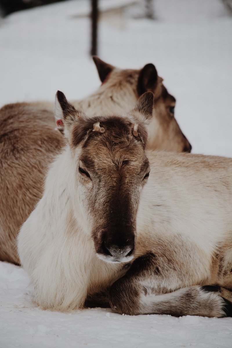 Two baby reindeer resting in fresh snow in Leavenworth, Washington