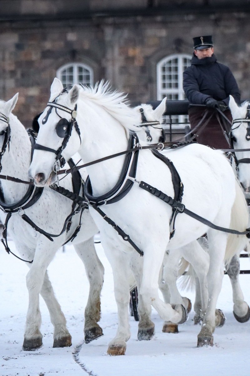 White horses pulling a horse-drawn carriage through snow on a winter day