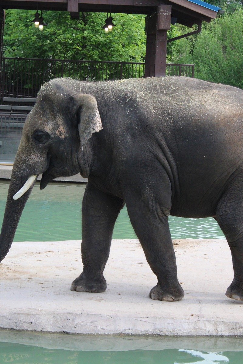 Elephant at the Denver Zoo