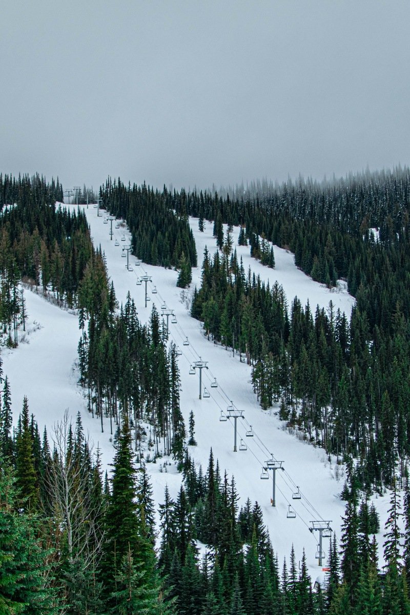 Chairlifts rising over ski runs through tall evergreen trees