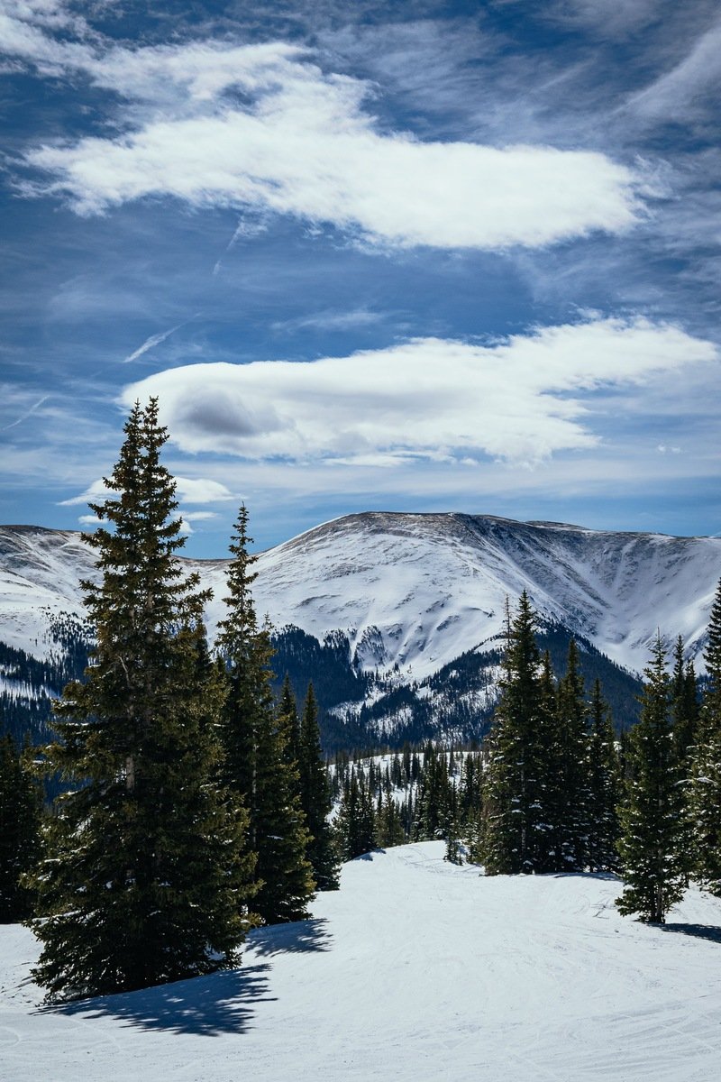 Snowy Colorado ski slopes lined with evergreens under a clear sky