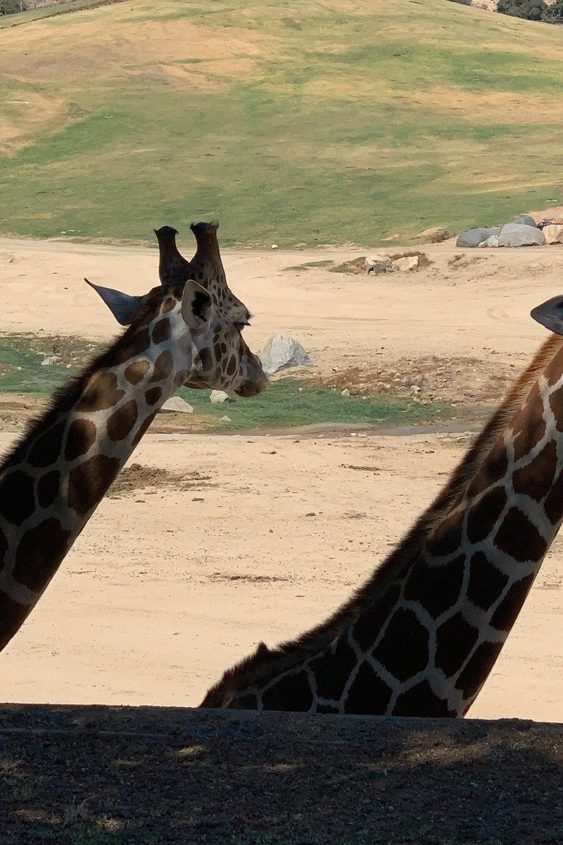San Diego Zoo Safari Park savanna