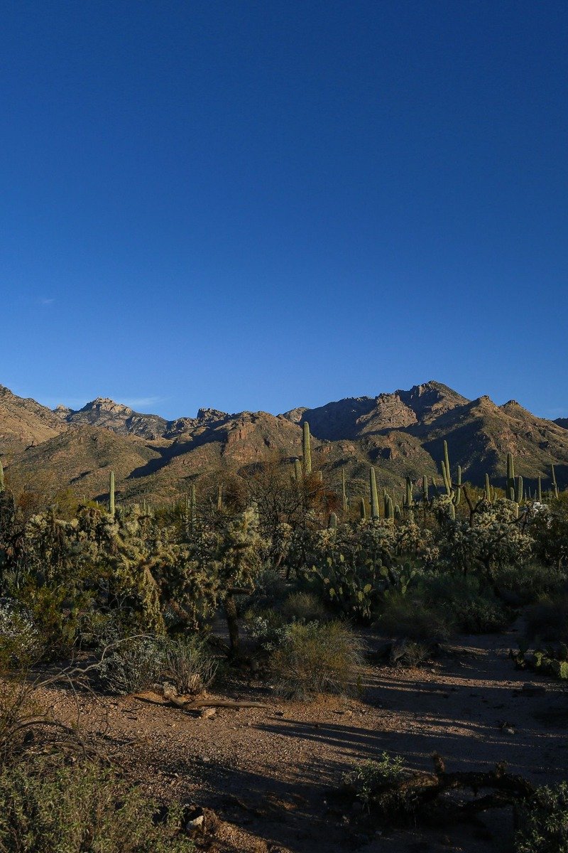 Saguaro cacti desert near Tucson Arizona