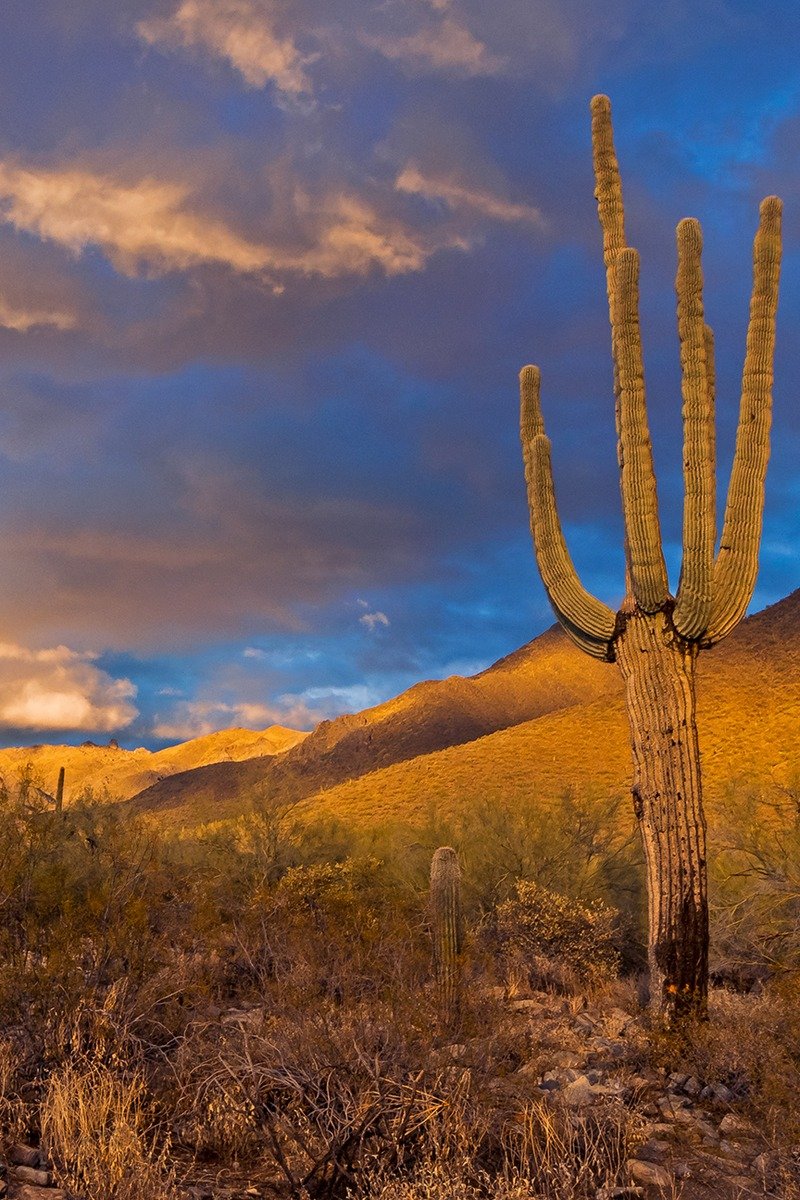 Scottsdale Arizona desert with saguaro cactus