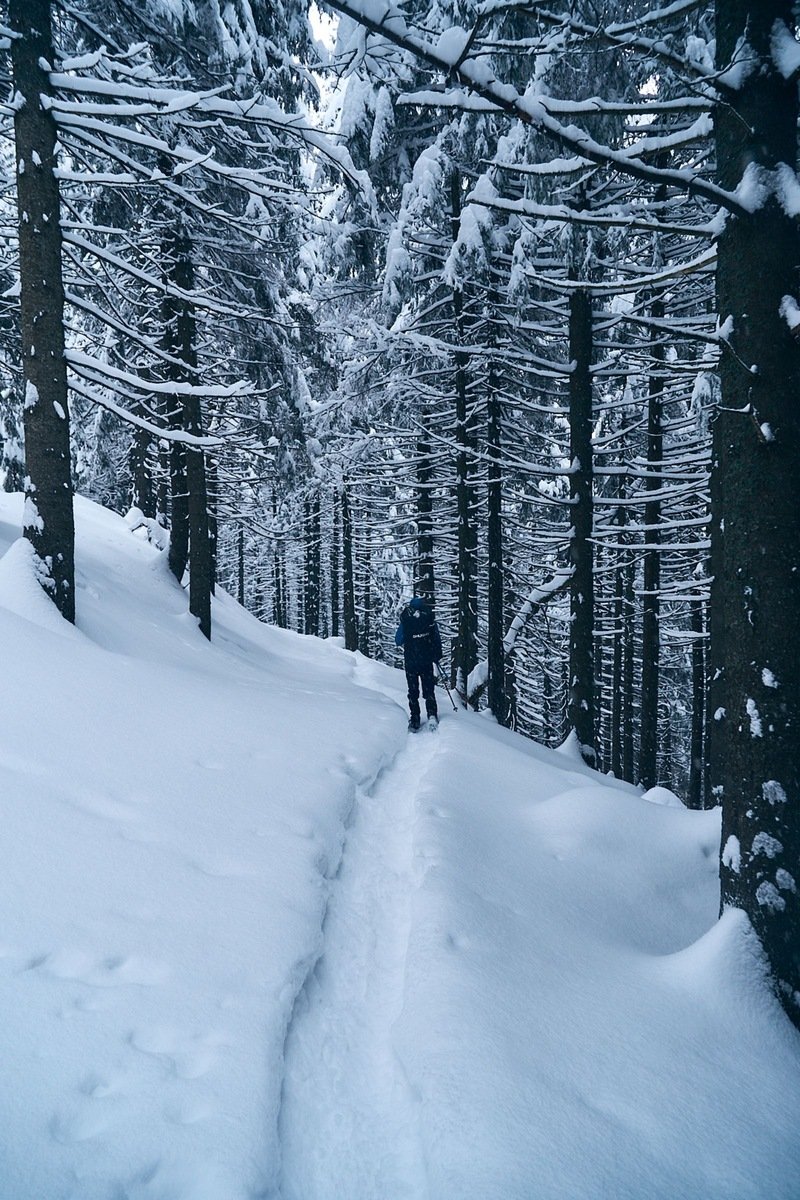 Hiker with poles trekking a snowy trail through snow-laden evergreen forest