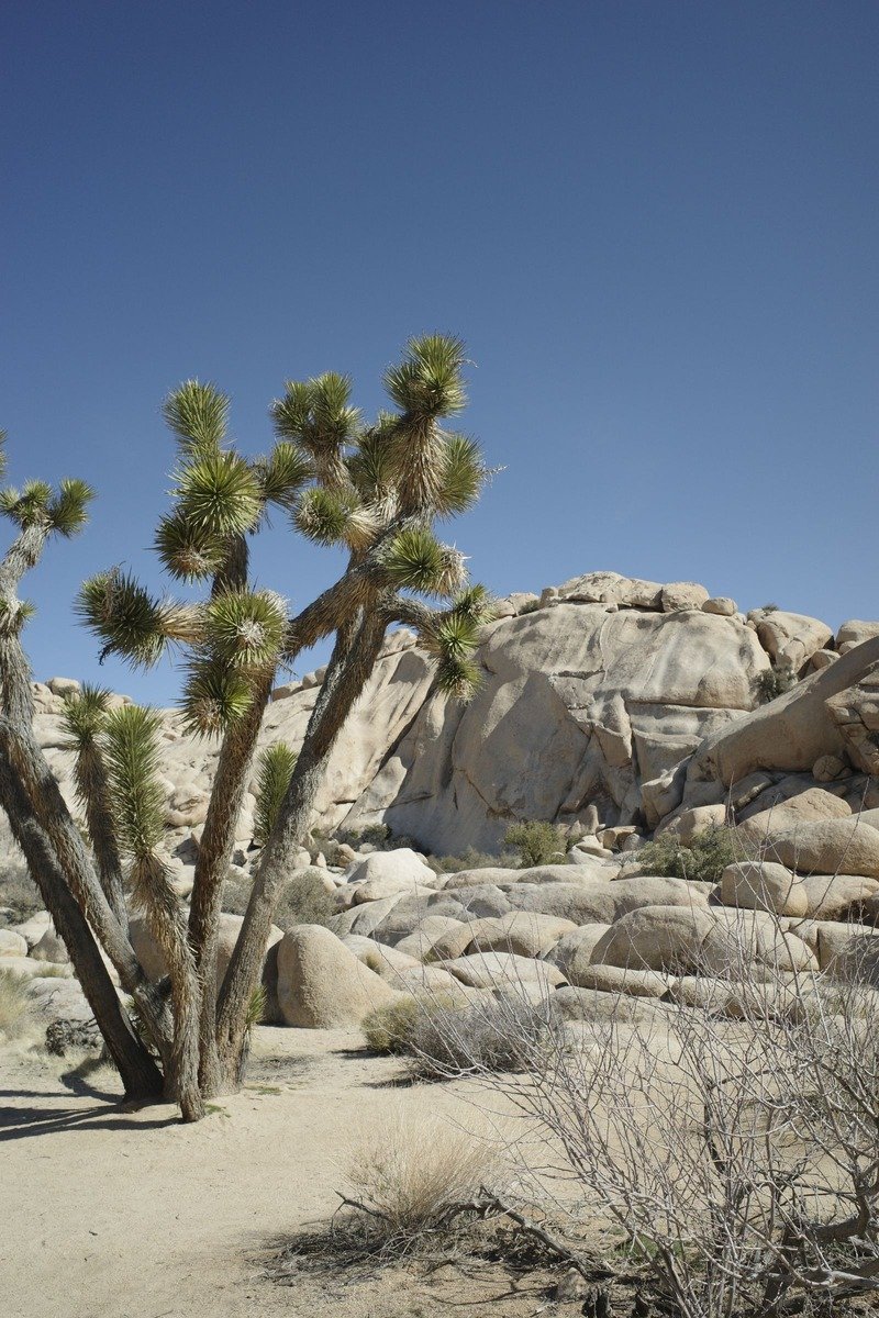 Warm winter destinations in the USA Joshua Tree National Park
