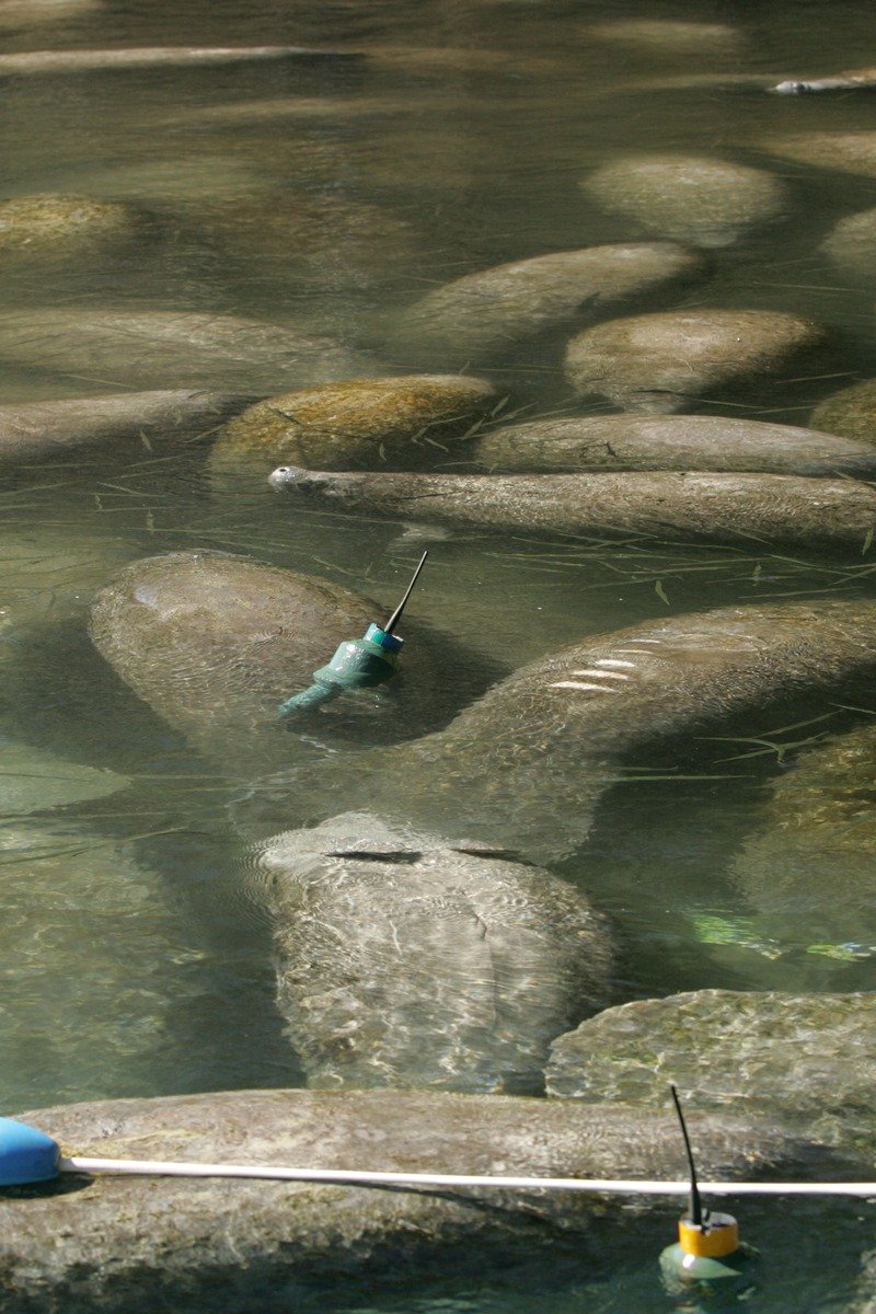Crystal River Florida manatees in clear spring water