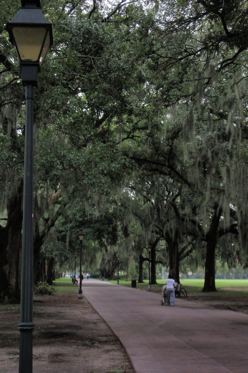Savannah Georgia oak avenue with Spanish moss in Forsyth Park