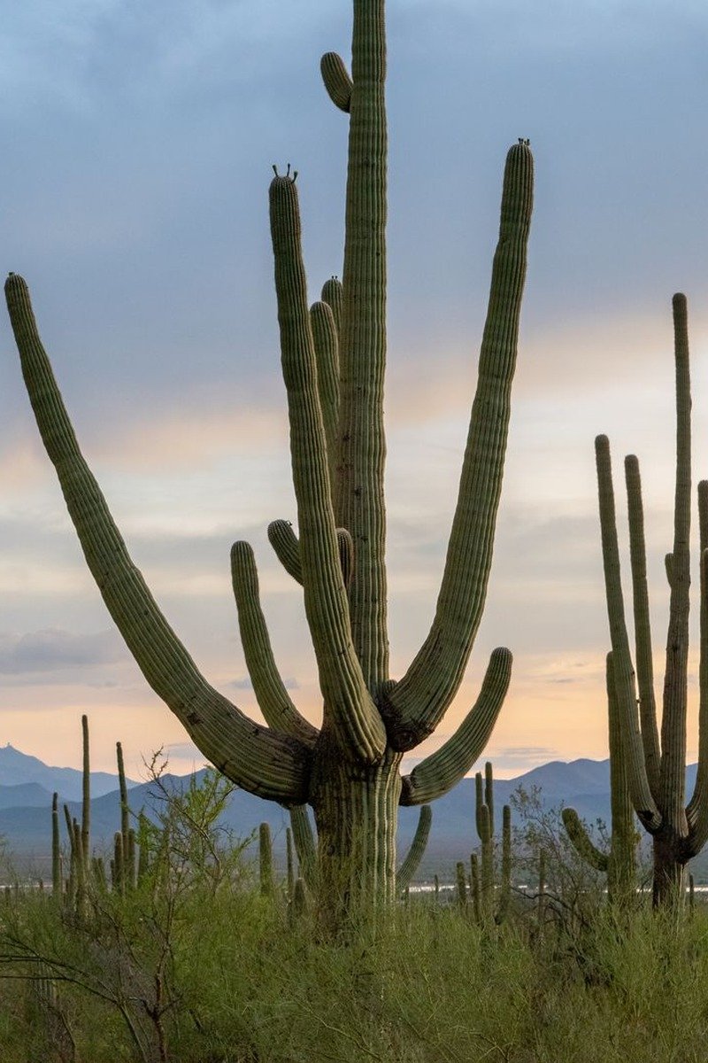 Warm winter destinations in the USA Tucson Saguaro National Park
