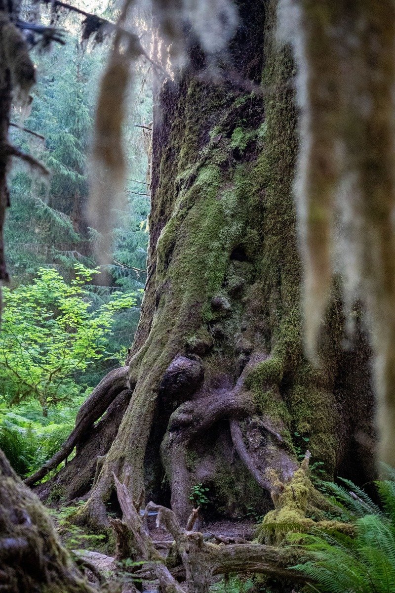 Hoh Rain Forest Olympic National Park