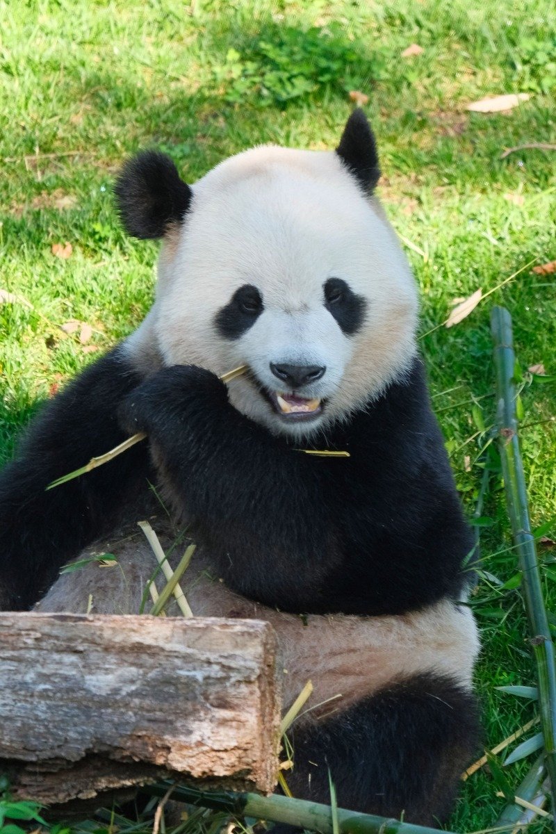 Giant pandas at the Smithsonian National Zoo