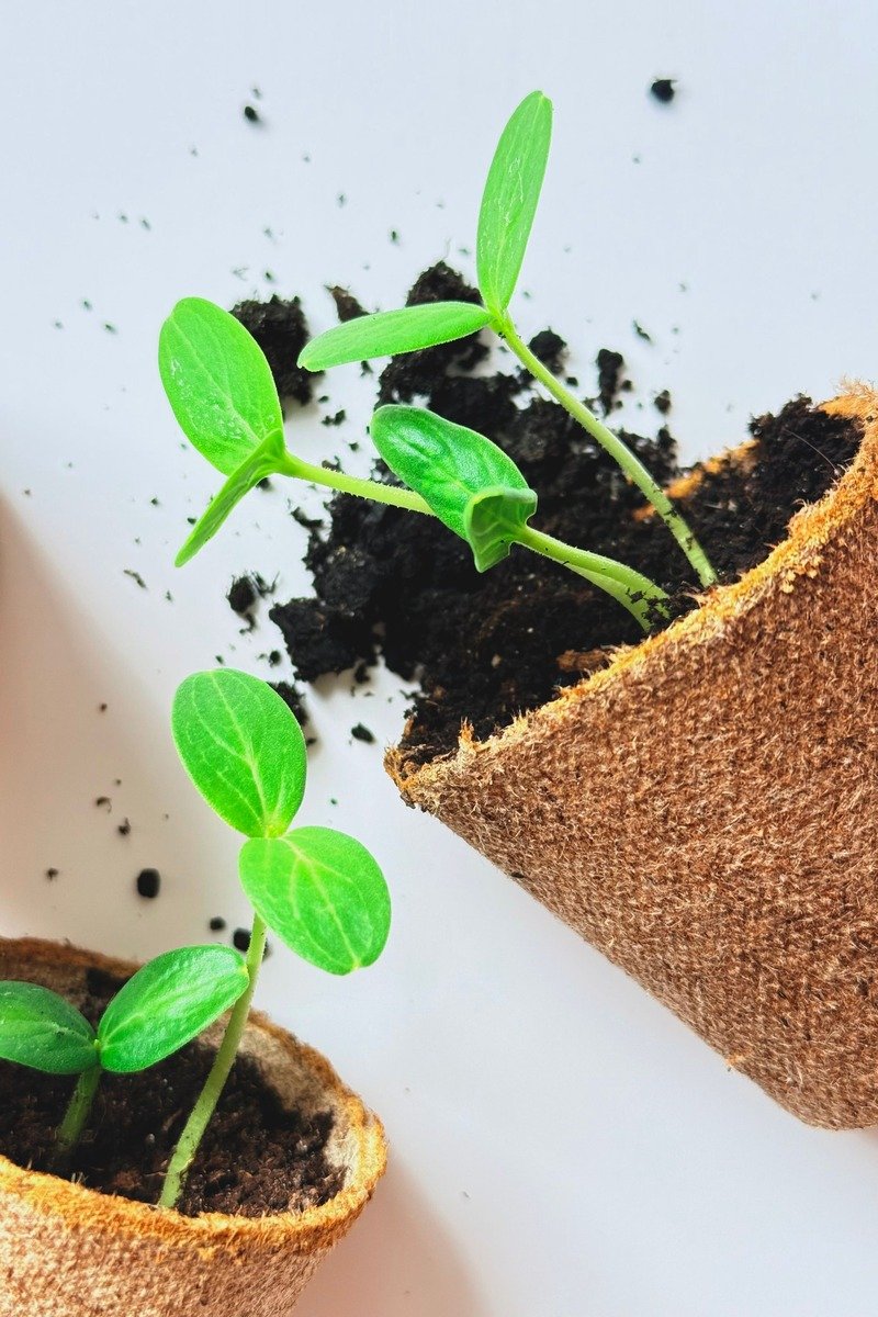 Seedlings growing in small biodegradable pots