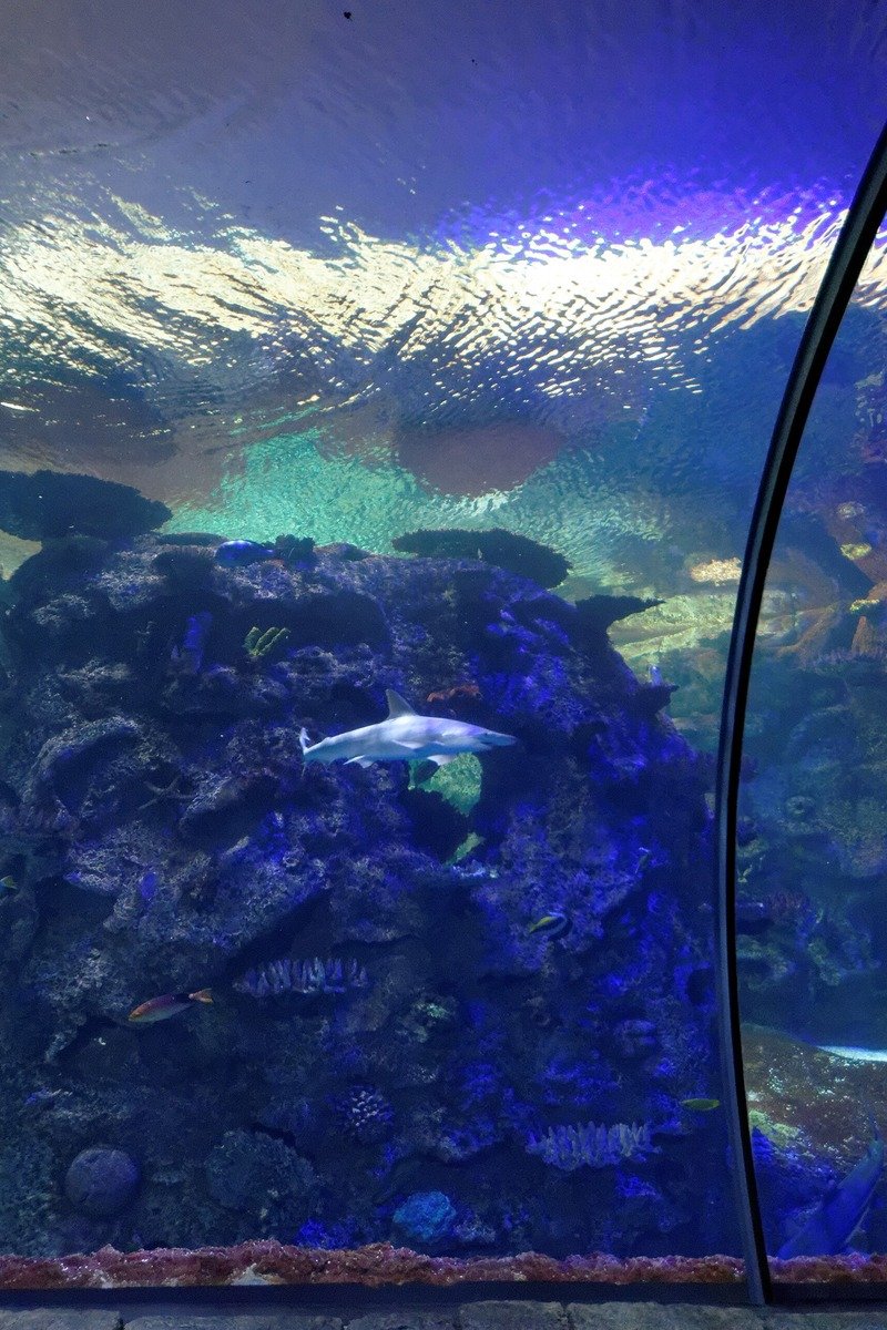 Shark Reef Aquarium Mandalay Bay shark tunnel