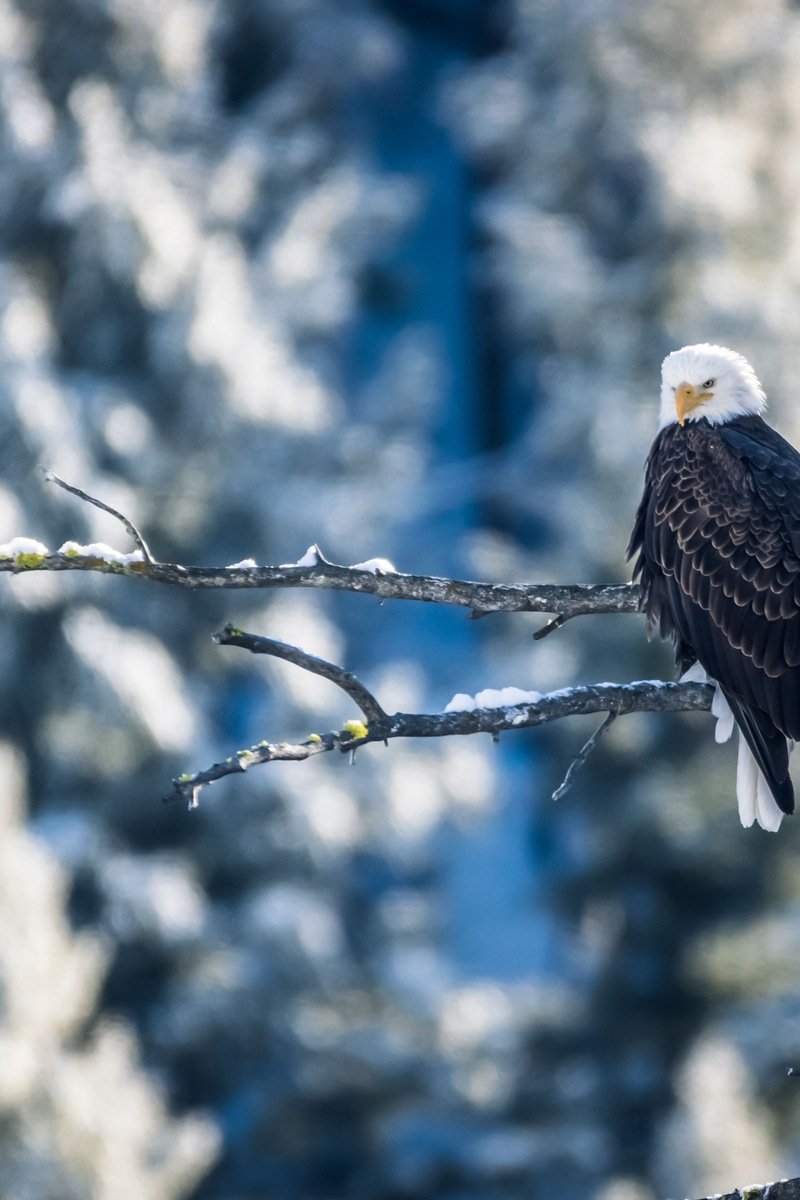 Bald eagle perched on a snow-dusted branch in a winter forest