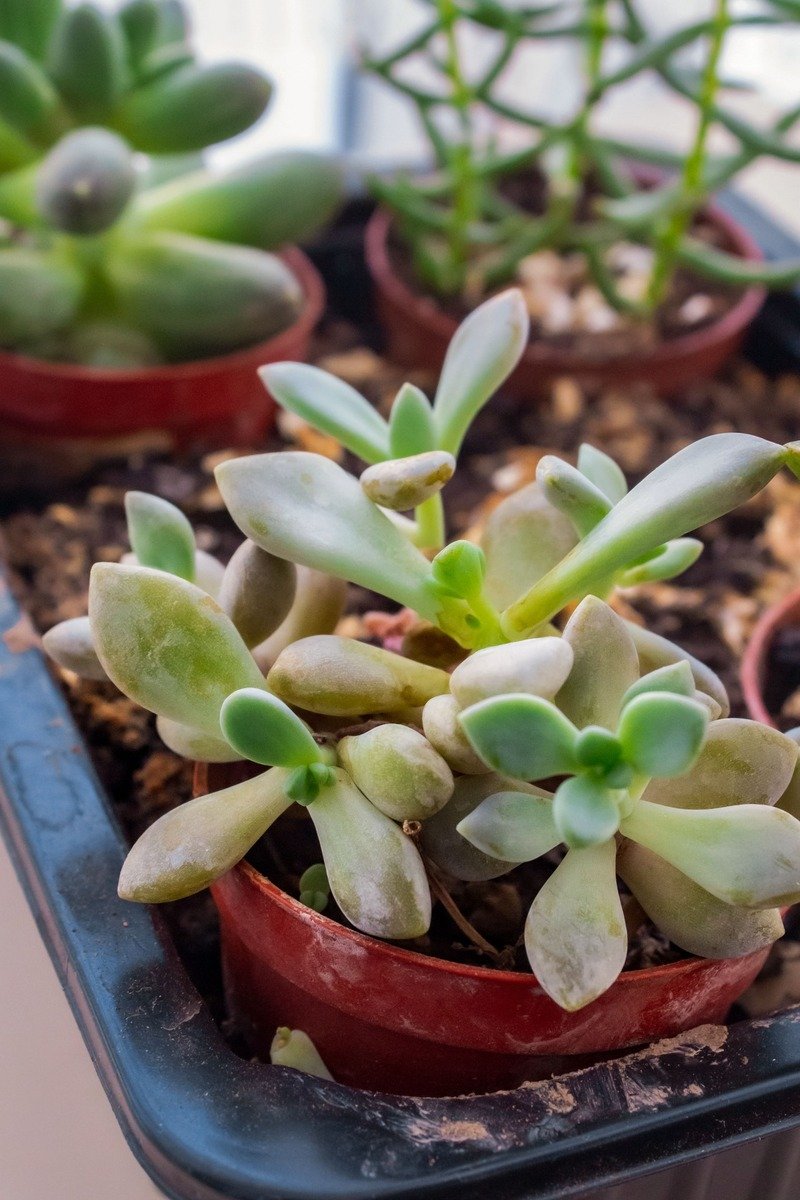 Small succulent plant in a cute pot