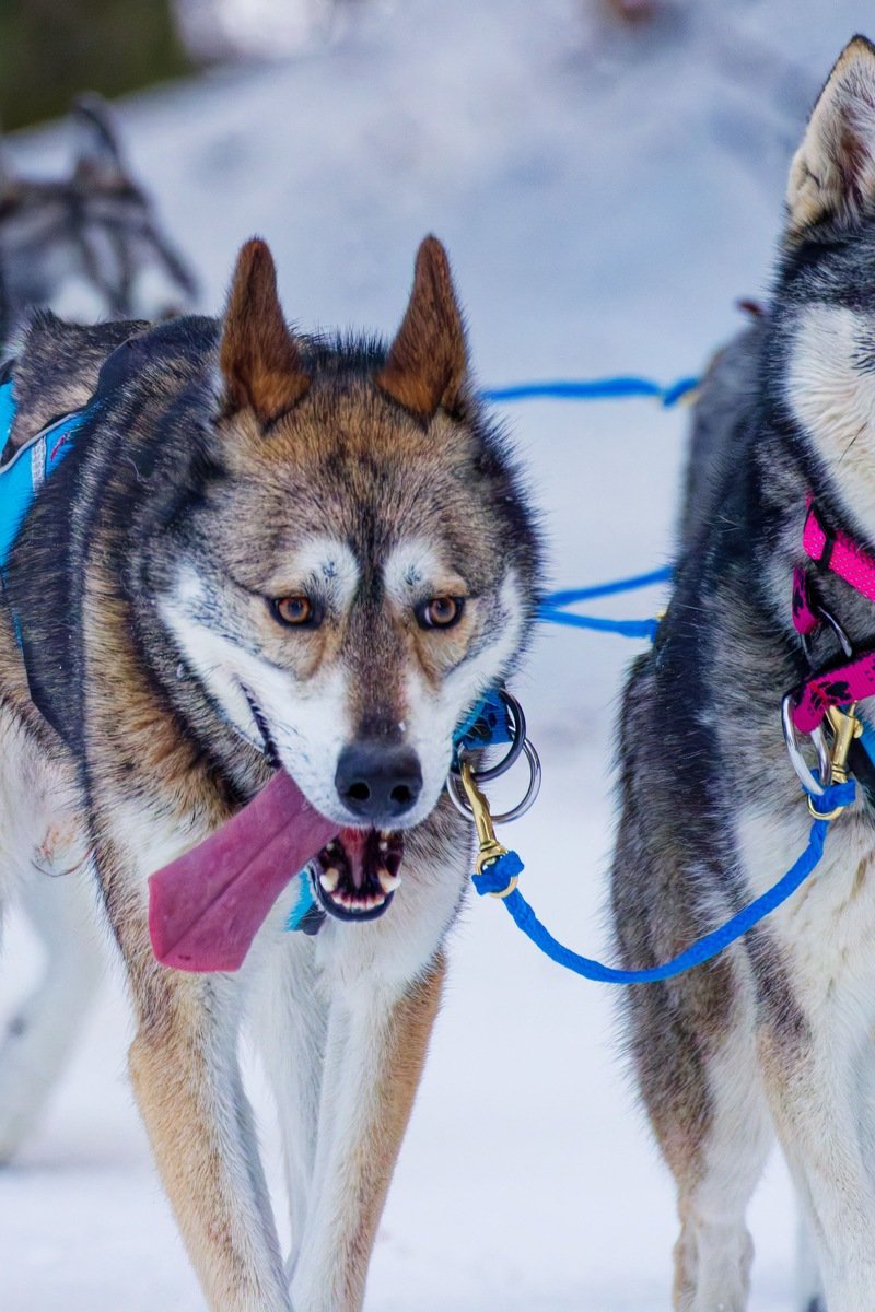 Team of energetic huskies pulling a dog sled through fresh snow